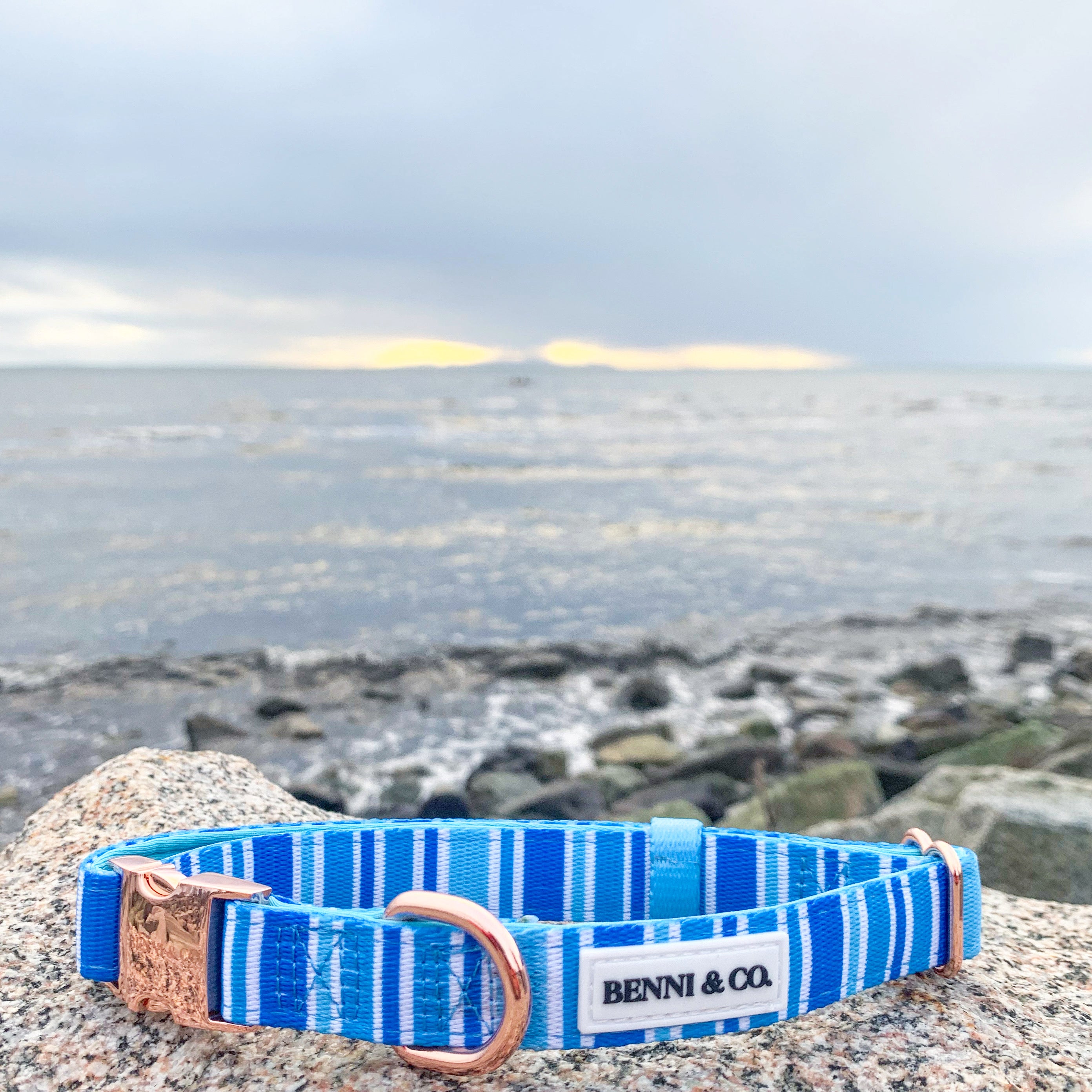 Main Ride the Waves Dog Collar image